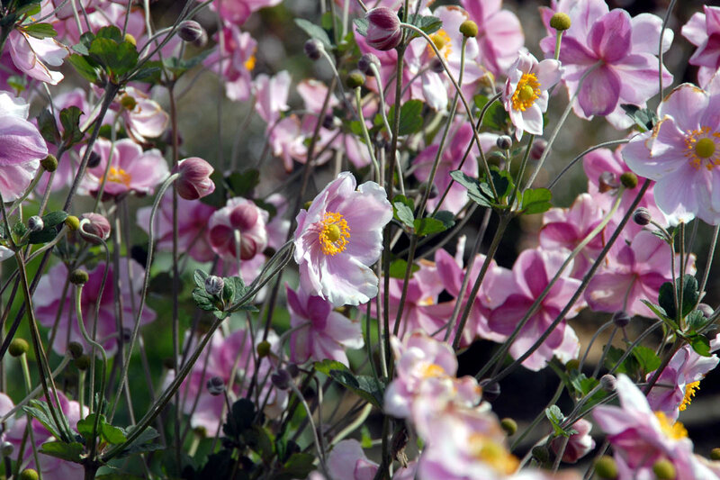 Pink Anemone Flowers — Serene