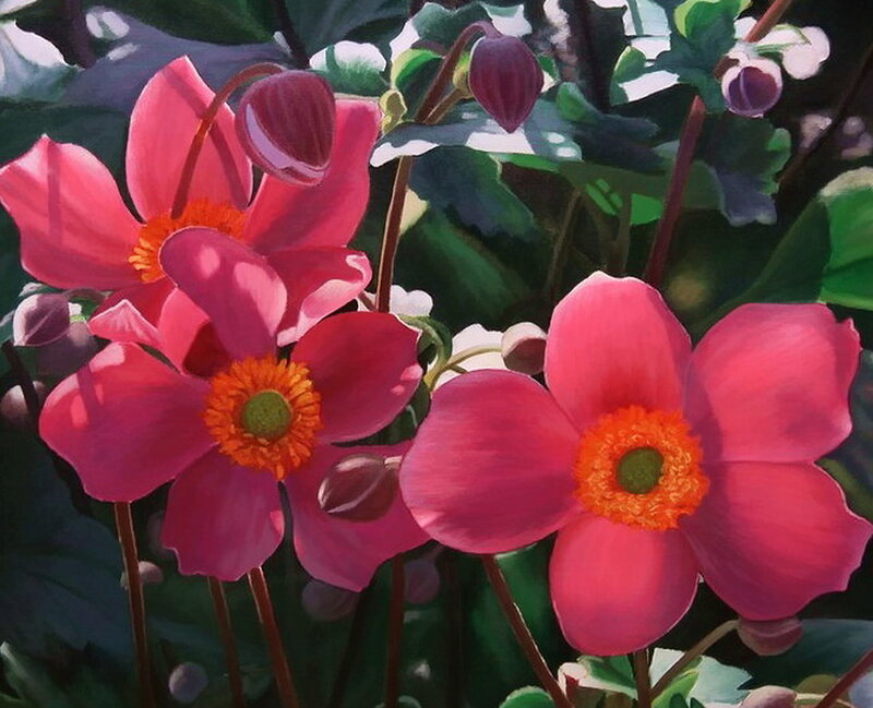 Pink Anemone Flowers — Vibrant