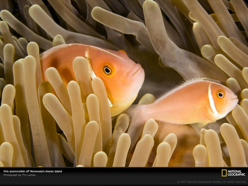 Pink anemonefish in sea anemone