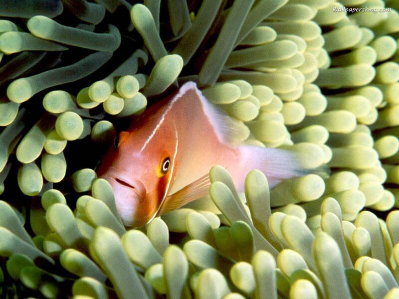 Pink Anemonefish