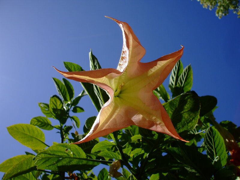 Pink Angel's Trumpet Flower