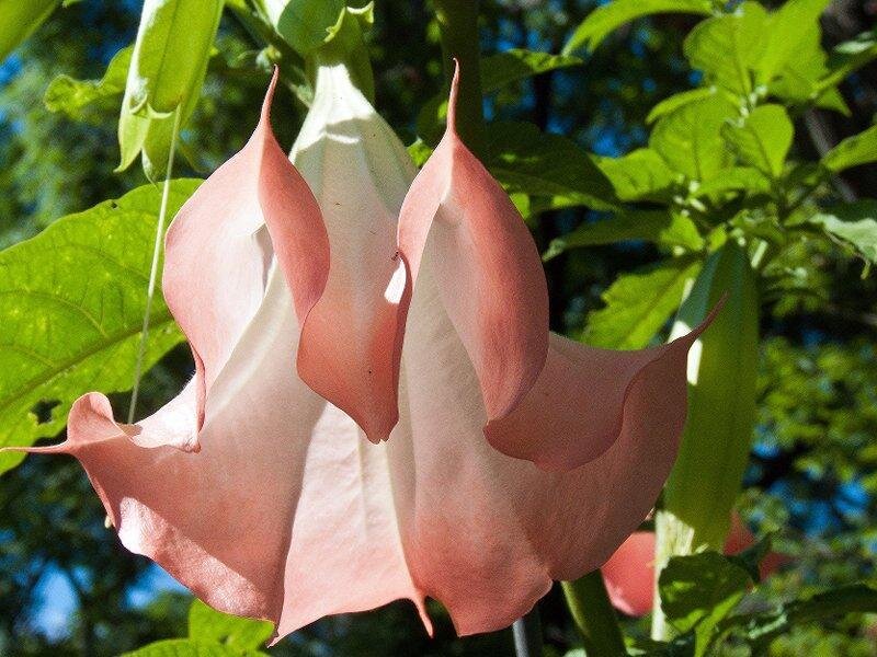 Pink Angel's Trumpet Flowers