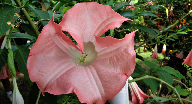 Pink Angel Trumpet Flower