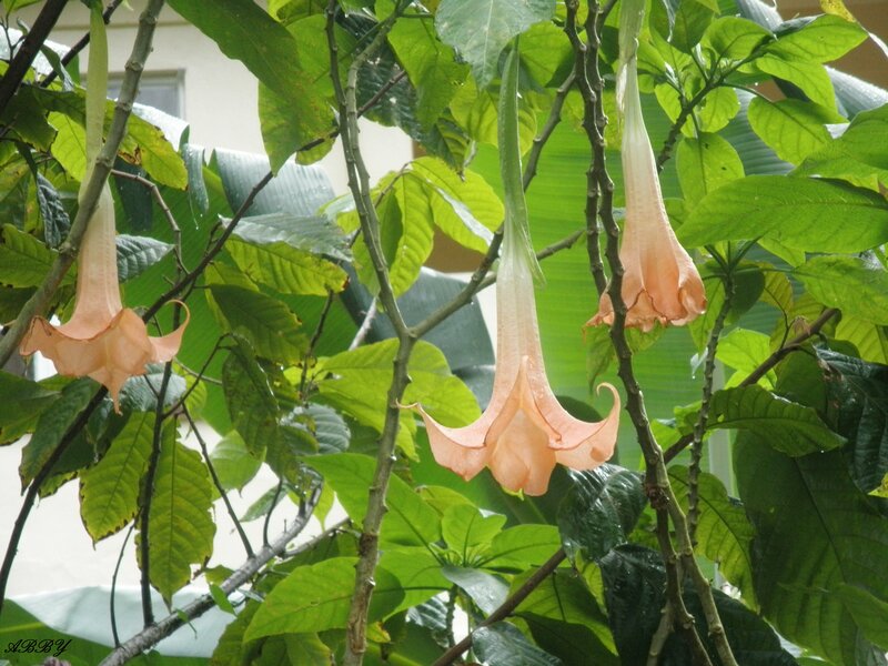 Pink Angel Trumpet Flowers