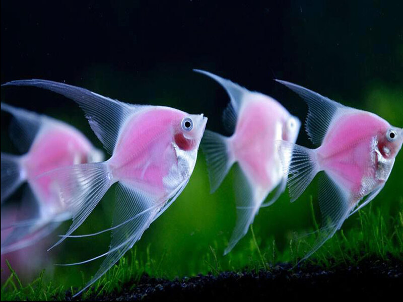 Pink Angelfish in Aquarium