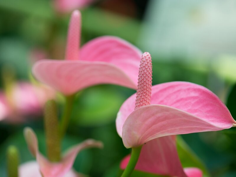Pink Anthurium Flower — Calm