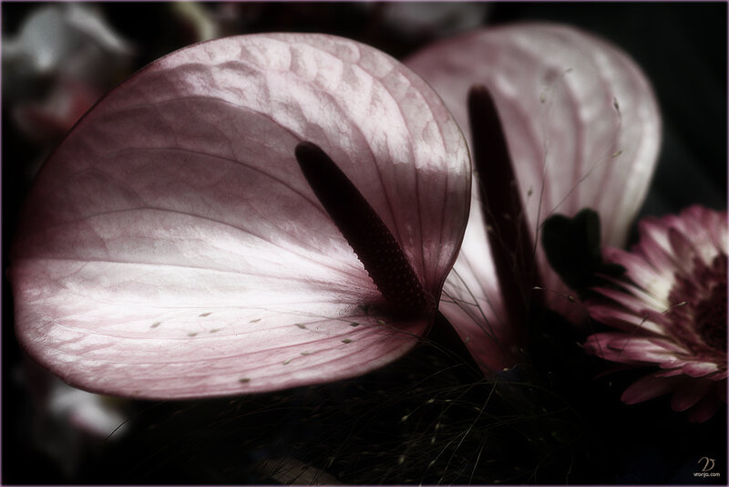 Pink anthurium flower close-up