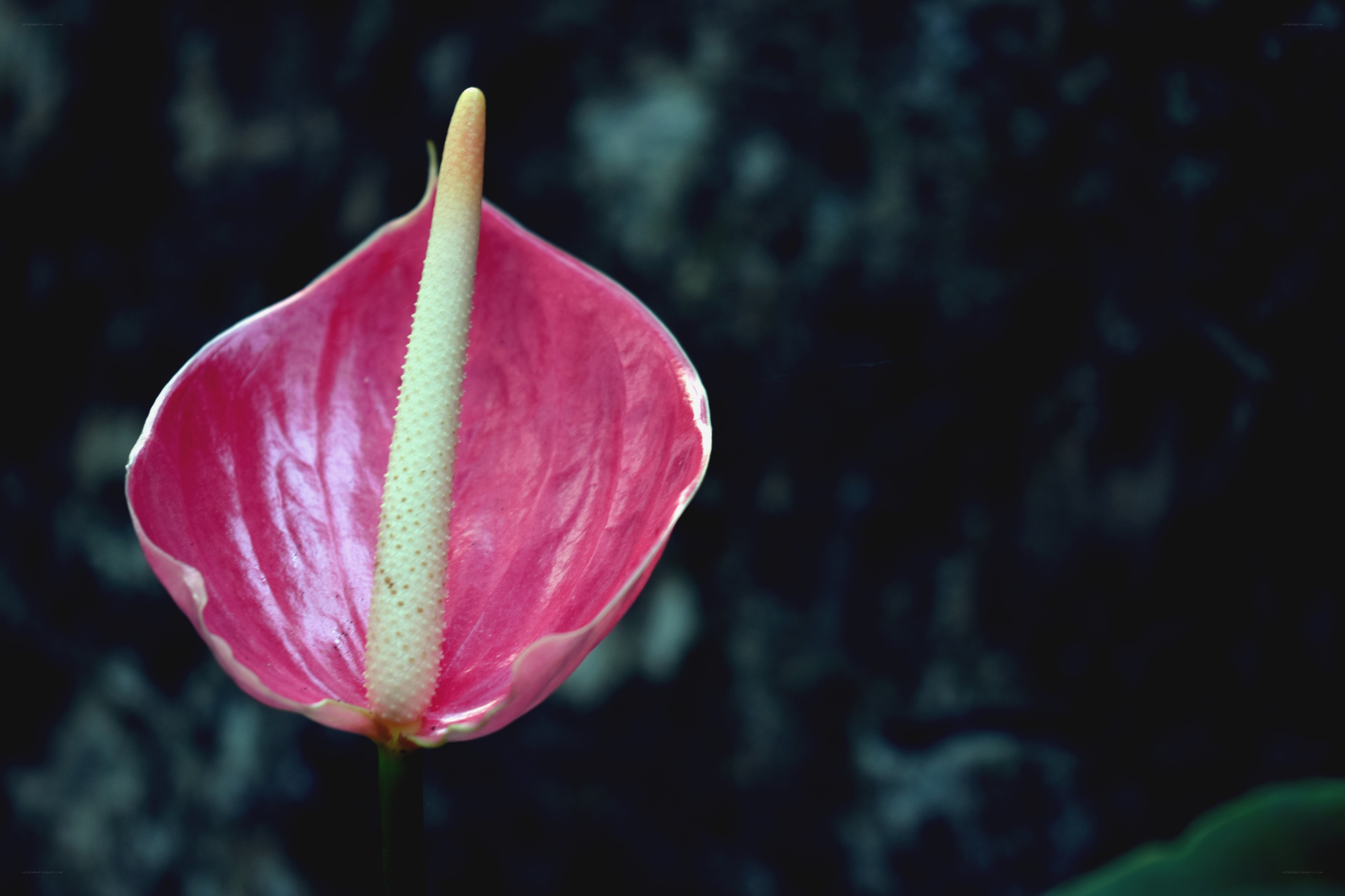 Pink anthurium flower close-up