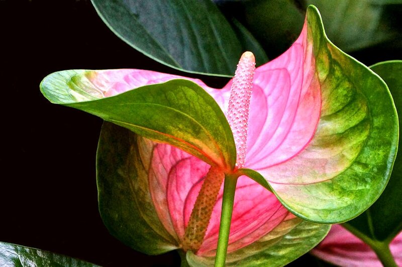 Pink Anthurium Flower — Dramatic, Photograph