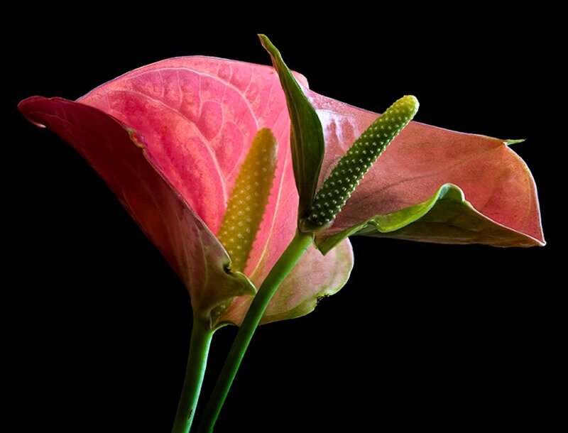 Pink Anthurium Flower — Dramatic