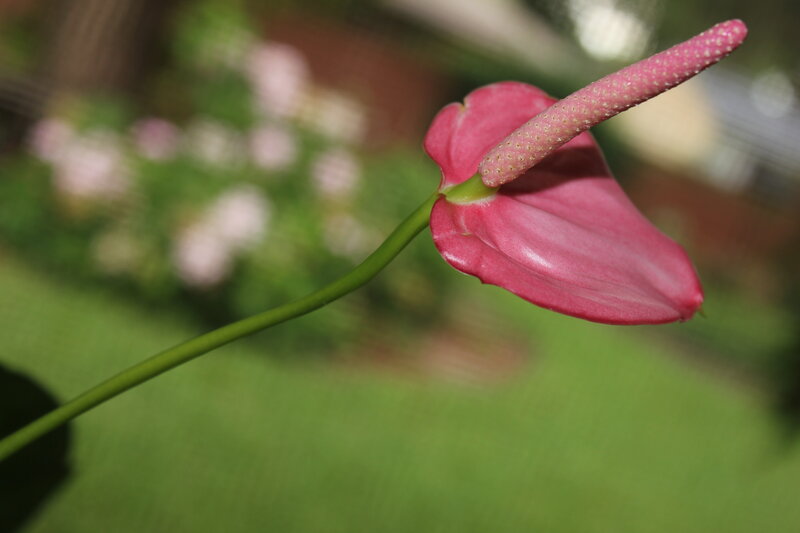 Pink anthurium flower