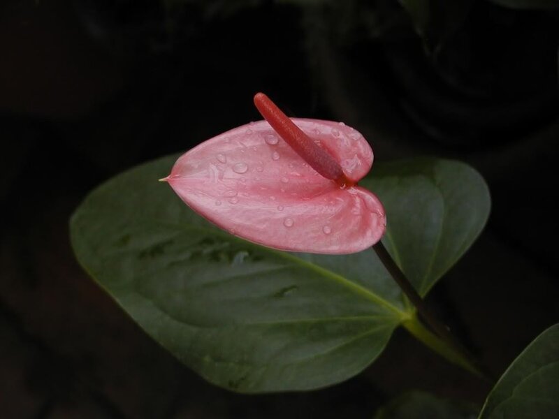 pink anthurium flower with water droplets