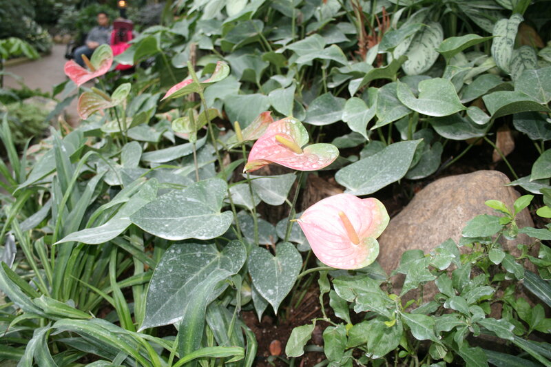 Pink Anthurium Flowers — Green, Calm