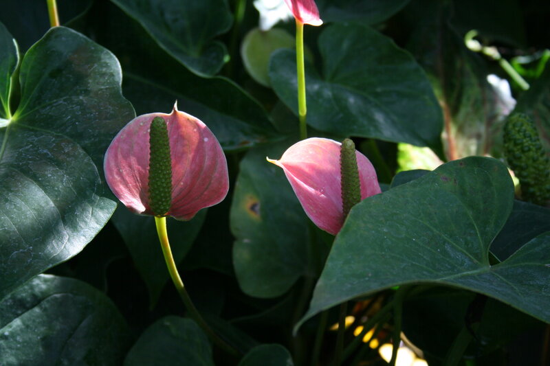 Pink Anthurium Flowers — Green, Natural