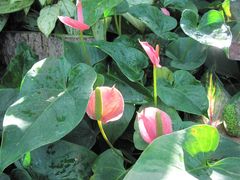 Pink Anthurium Flowers — Green