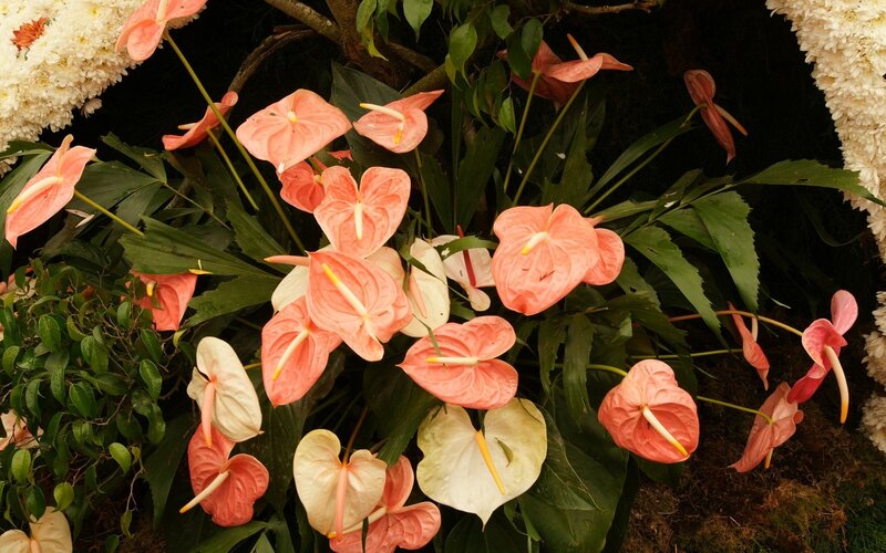 Pink Anthurium Flowers — Natural