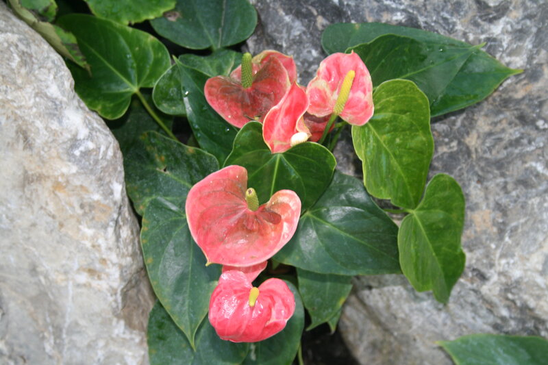 Pink Anthurium Flowers — Red
