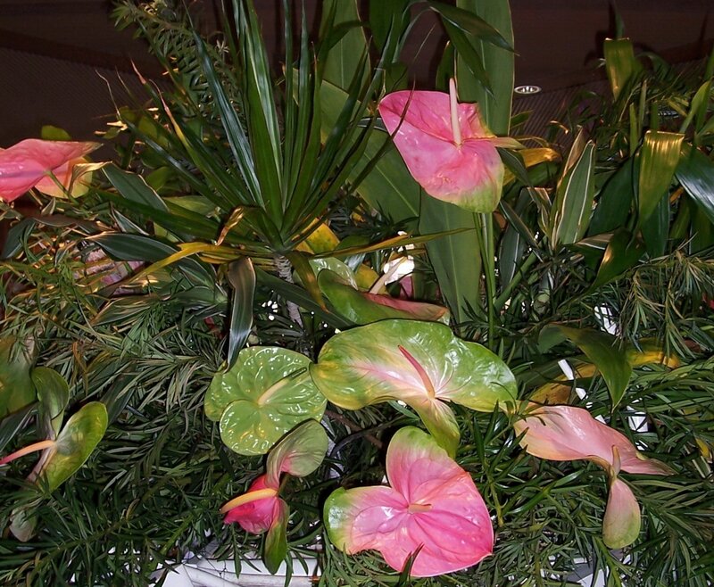 Pink anthuriums with green foliage
