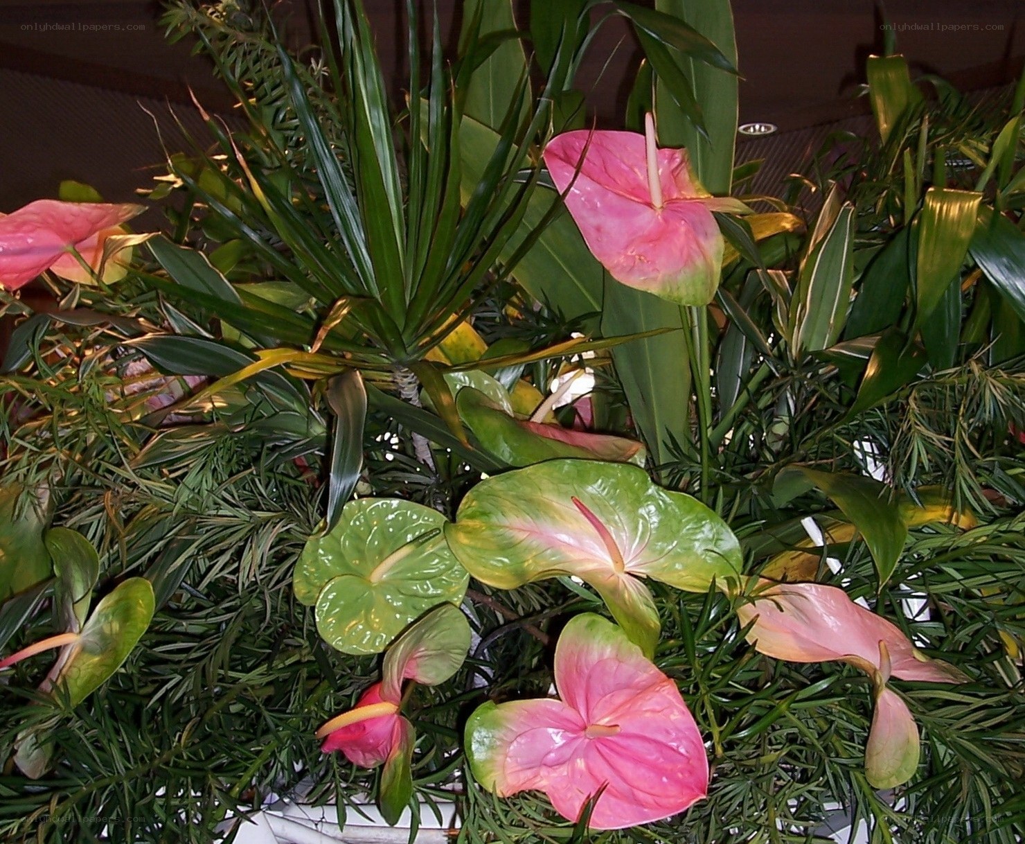 Pink anthuriums with green foliage