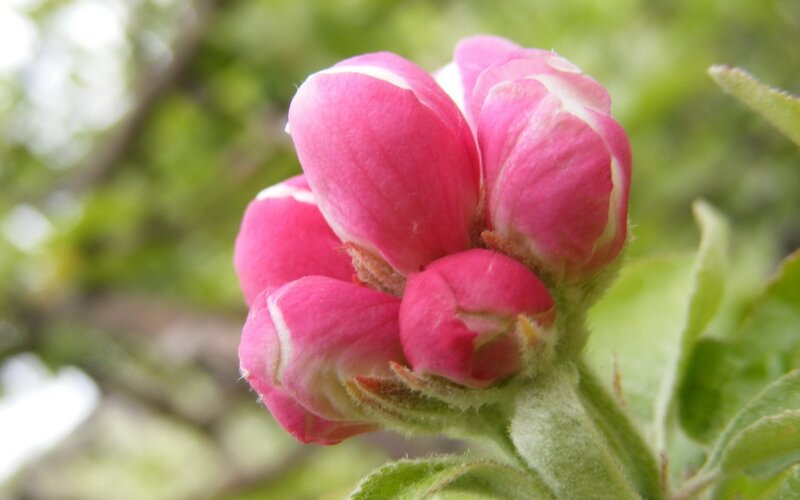 Pink Apple Blossom Buds