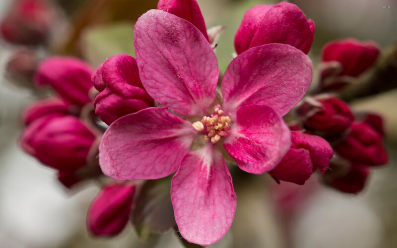 Pink Apple Blossom — Calm
