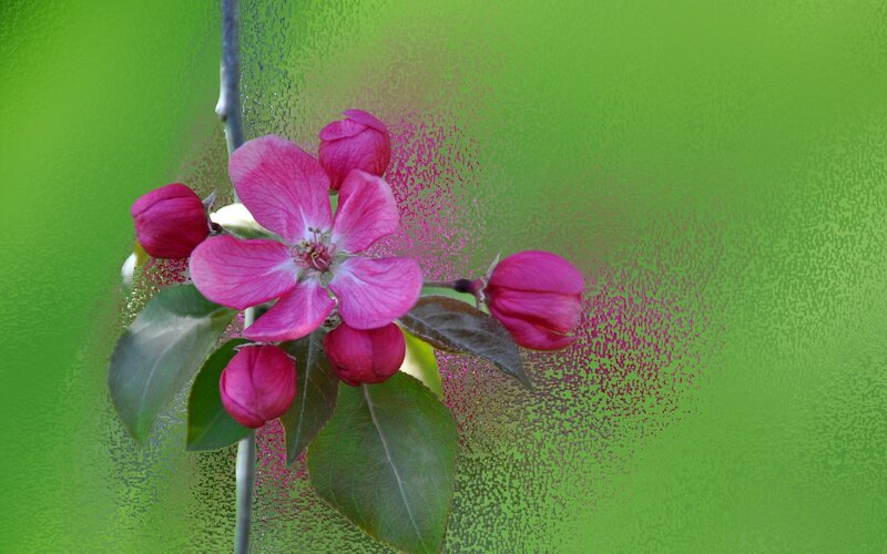 Pink Apple Blossom — Green