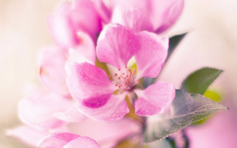 Pink Apple Blossom — Serene, Spring
