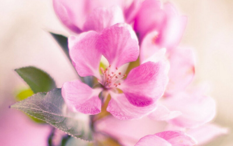 Pink Apple Blossom — Serene