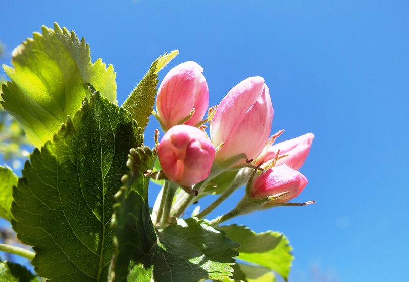 Pink Apple Blossoms — Blue