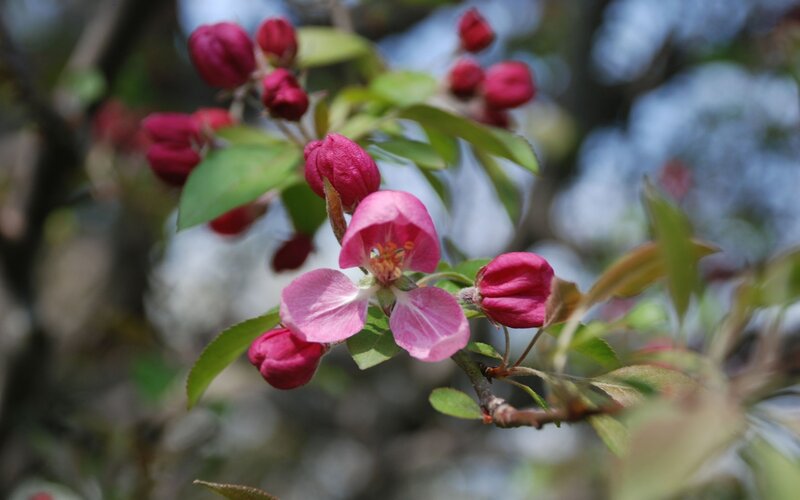 Pink Apple Blossoms — Calm