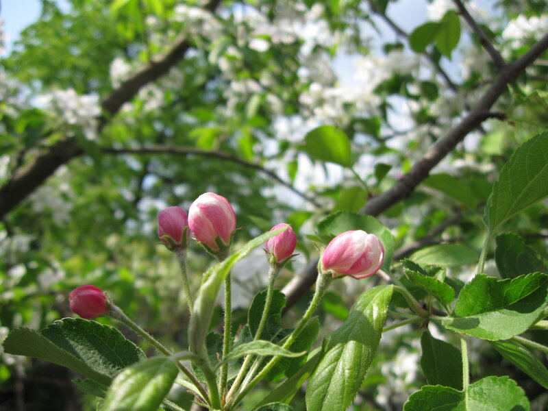 Pink Apple Blossoms — Green