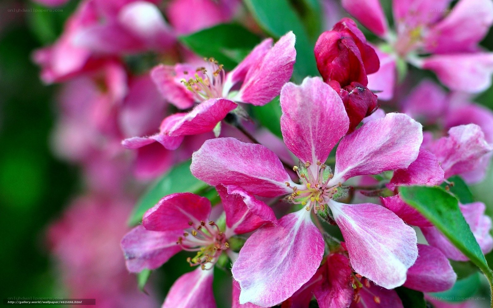 Pink apple blossoms in bloom