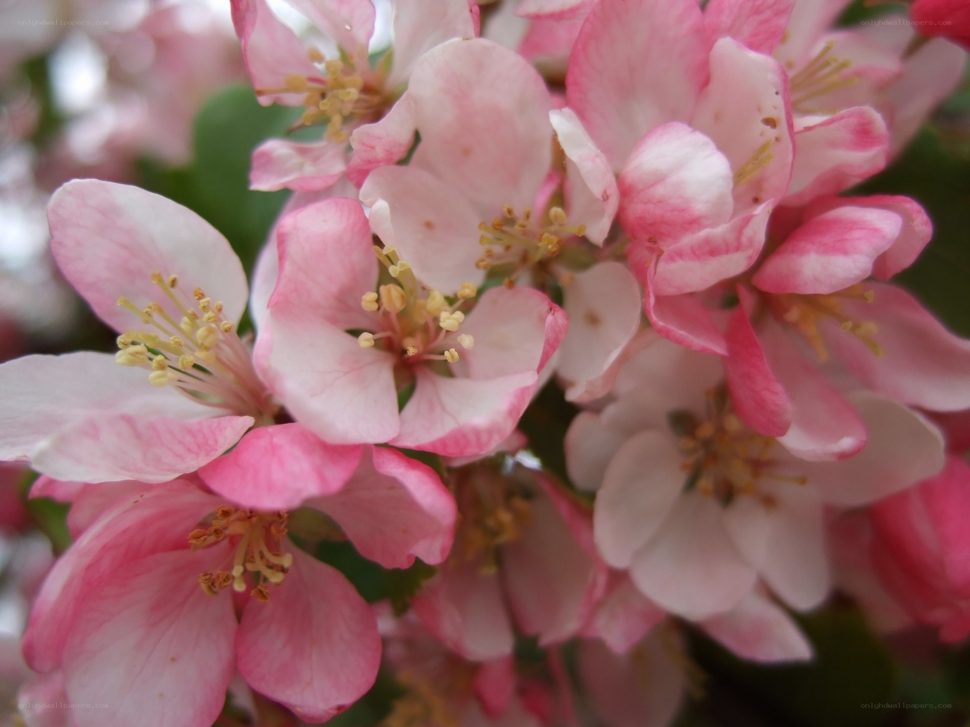 Pink apple blossoms in bloom