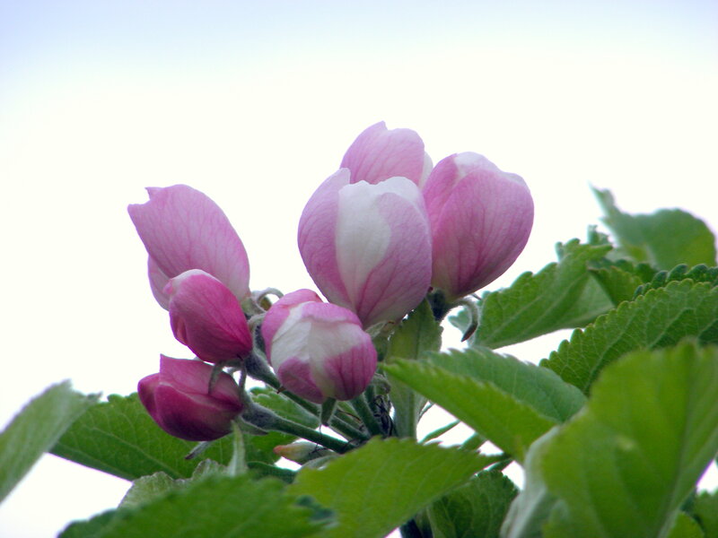 pink apple blossoms in bloom