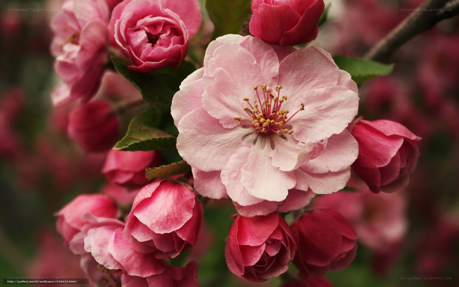 Pink apple blossoms in bloom