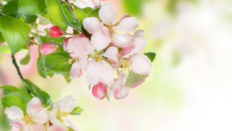 Pink apple blossoms in spring
