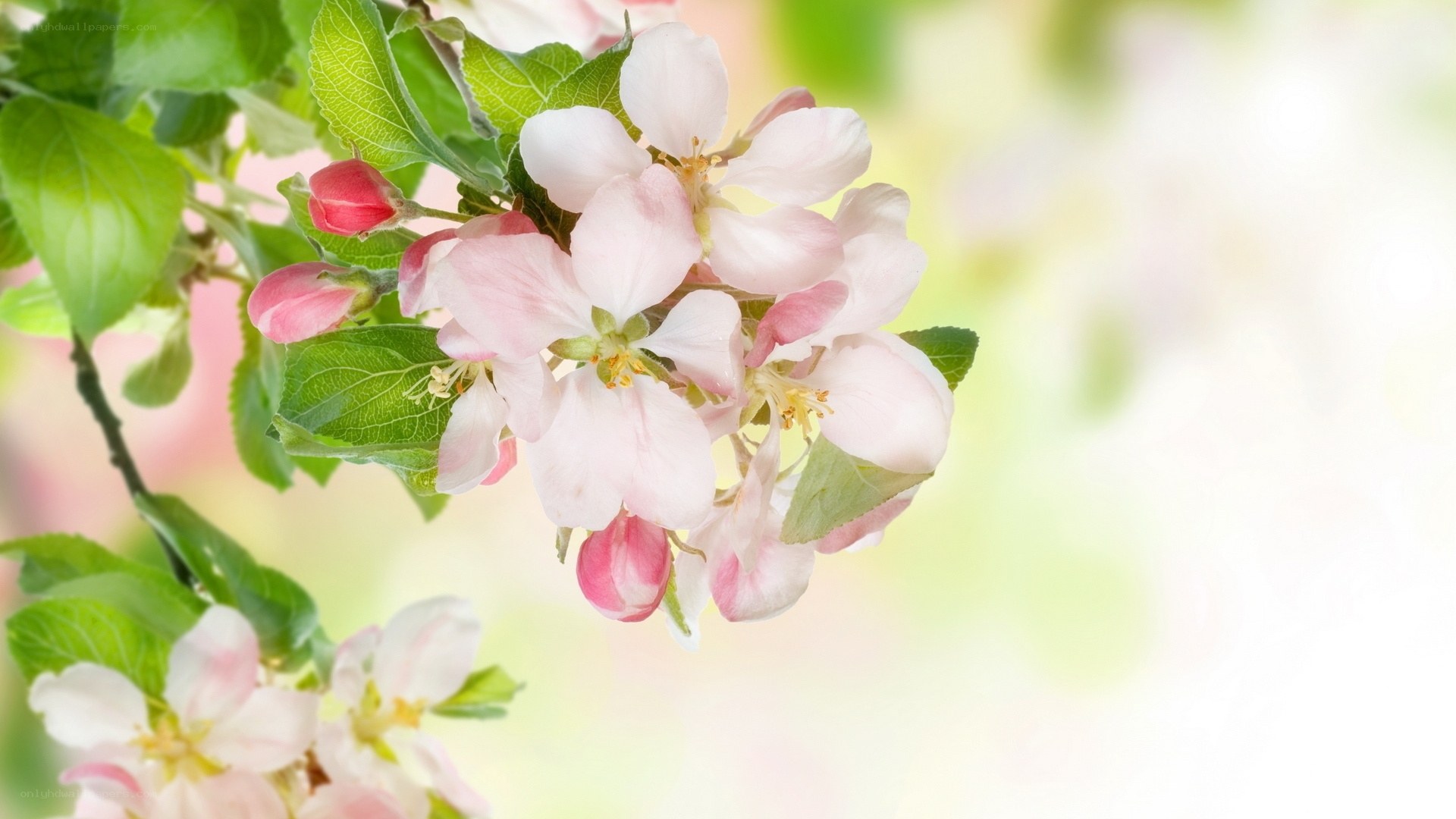 Pink apple blossoms in spring