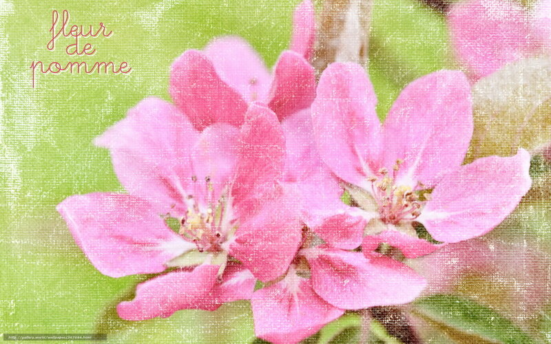 Pink apple blossoms in spring