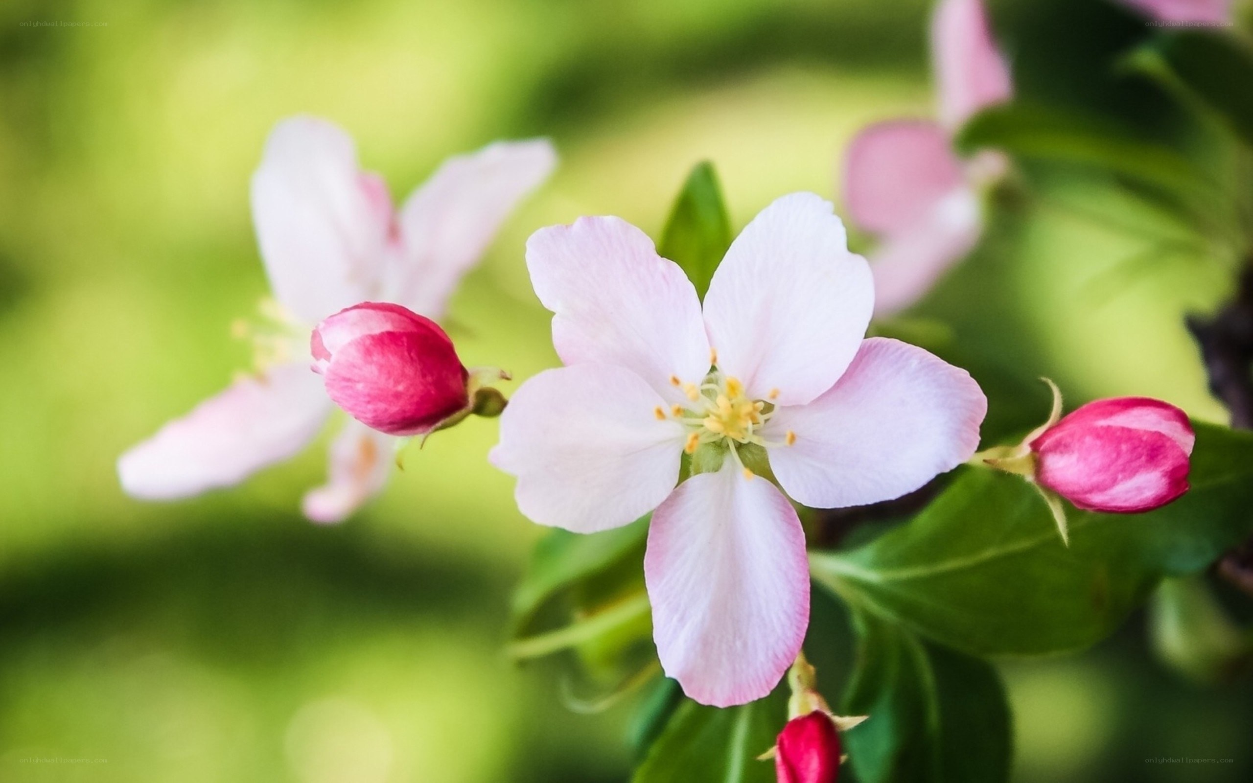 Pink apple blossoms in spring