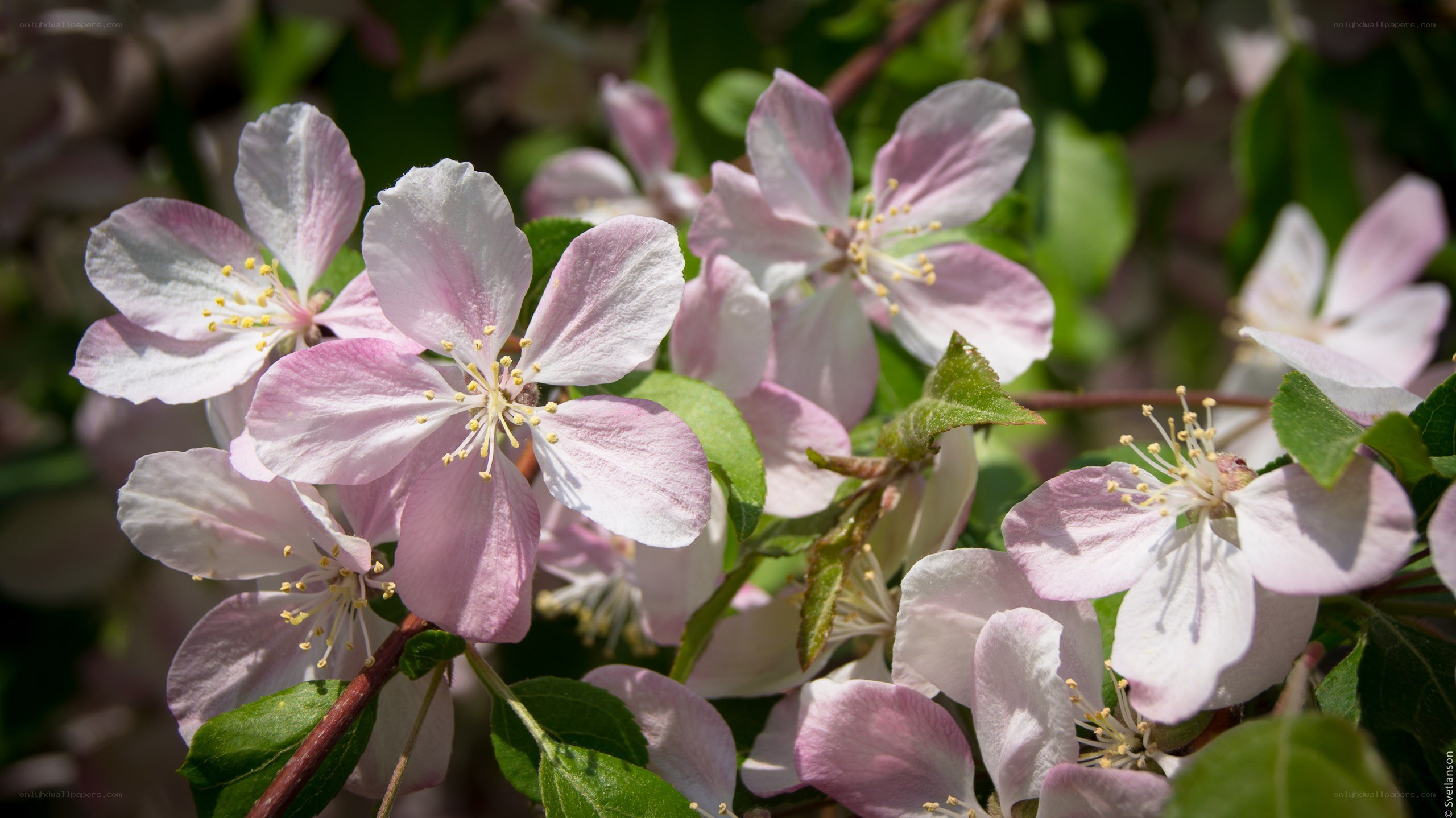 pink apple blossoms in spring