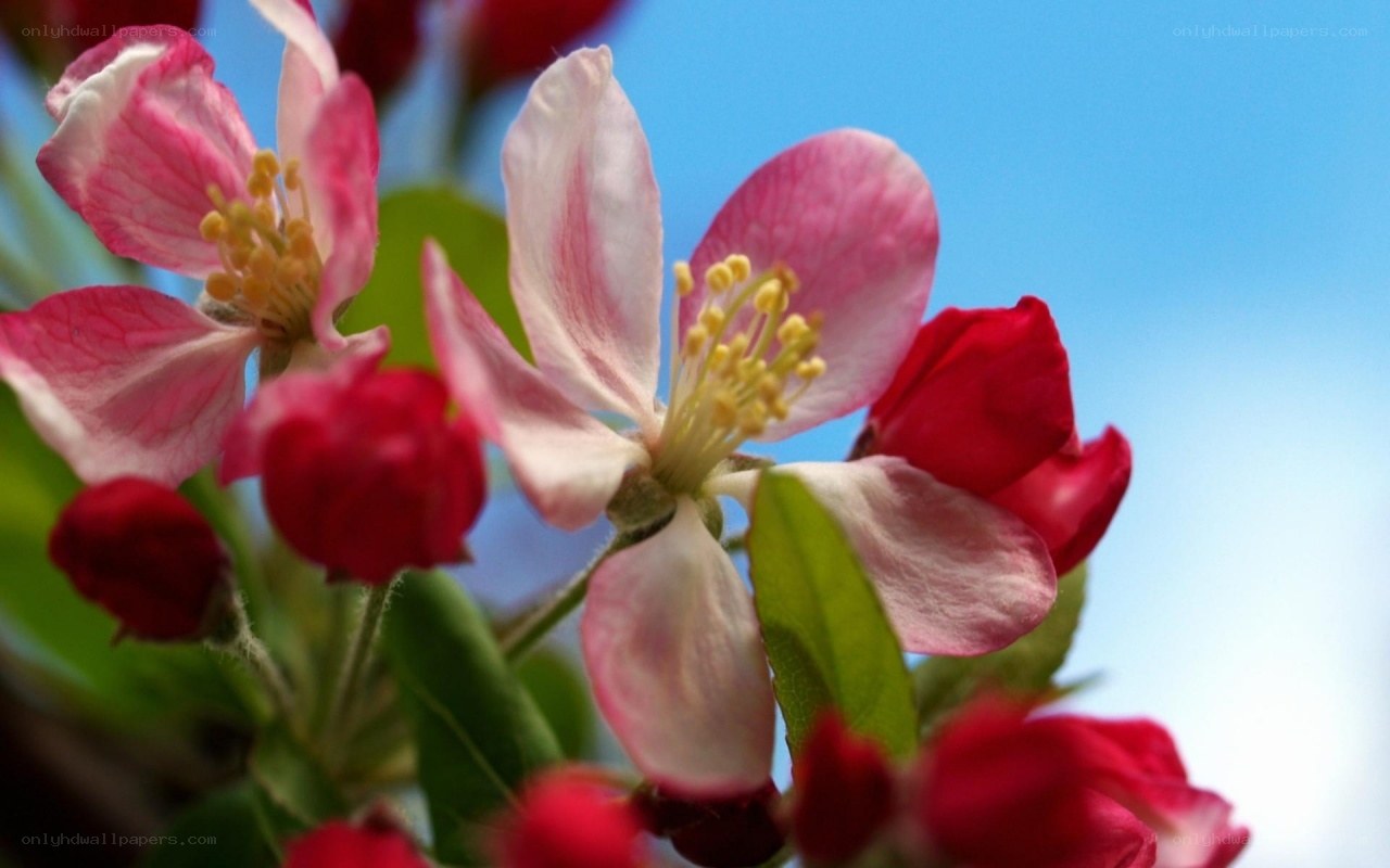 pink apple blossoms in spring
