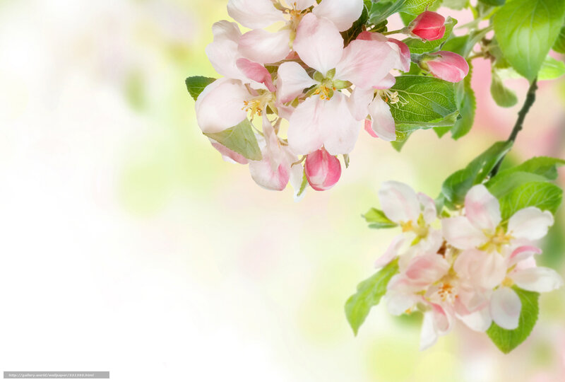 Pink apple blossoms in spring