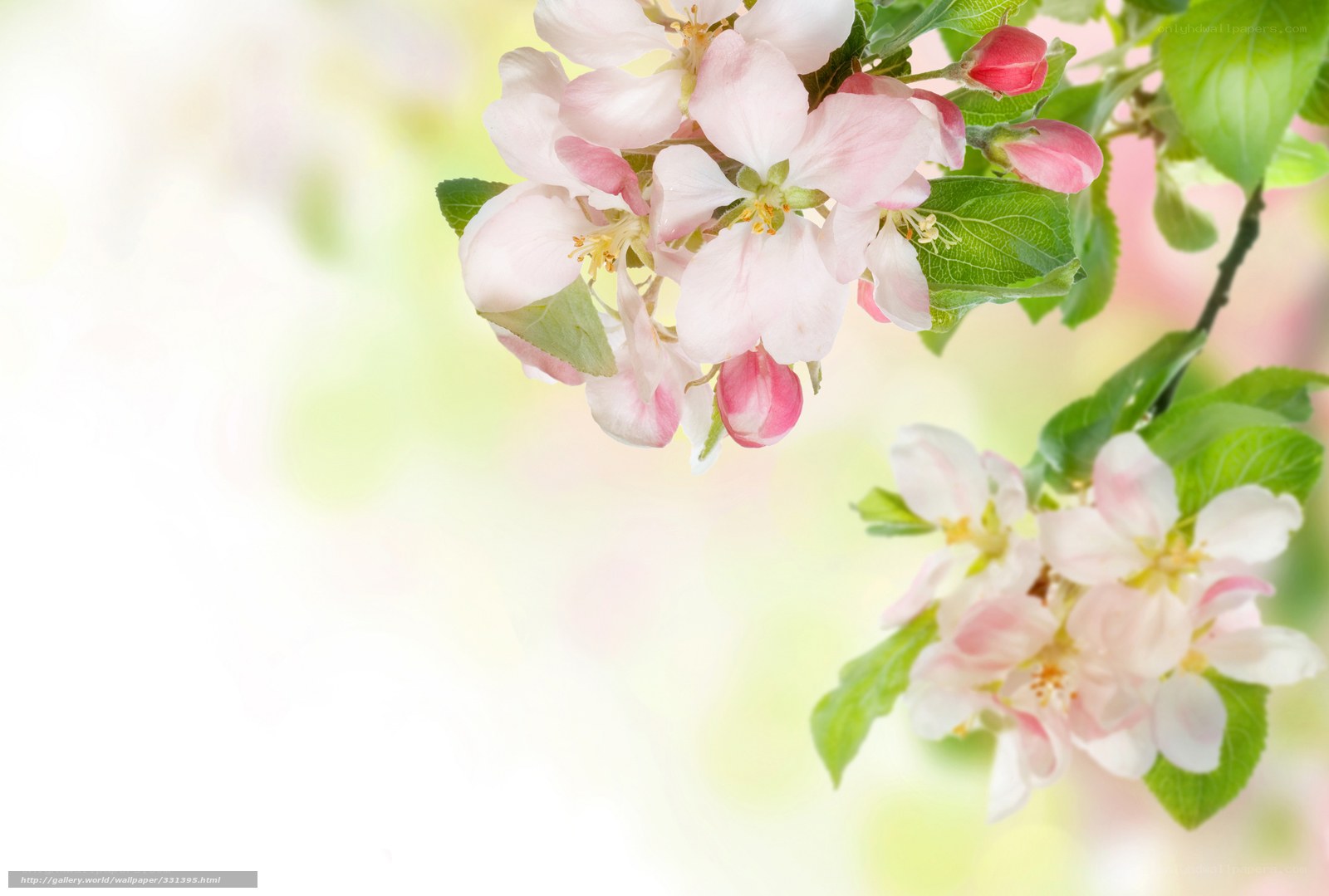 Pink apple blossoms in spring