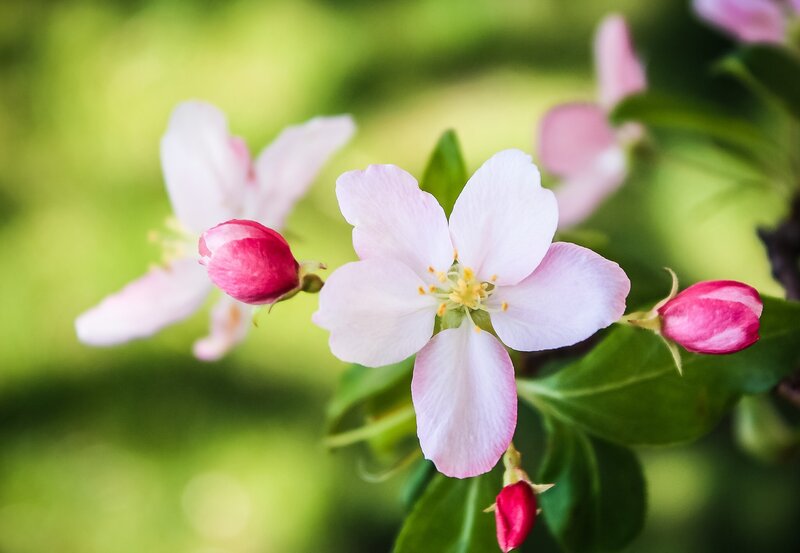 Pink Apple Blossoms — Serene, Spring, Photograph, Buds, Leaves, Flower