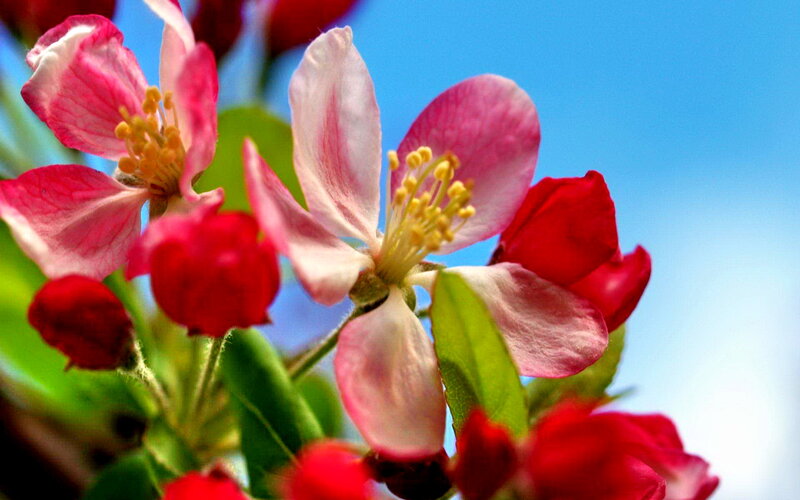 Pink Apple Blossoms — Serene, Spring, Photograph, Buds
