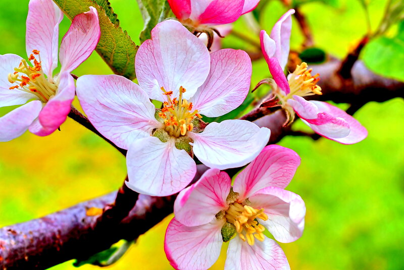 Pink Apple Blossoms — Serene, Spring, Photograph, Flower