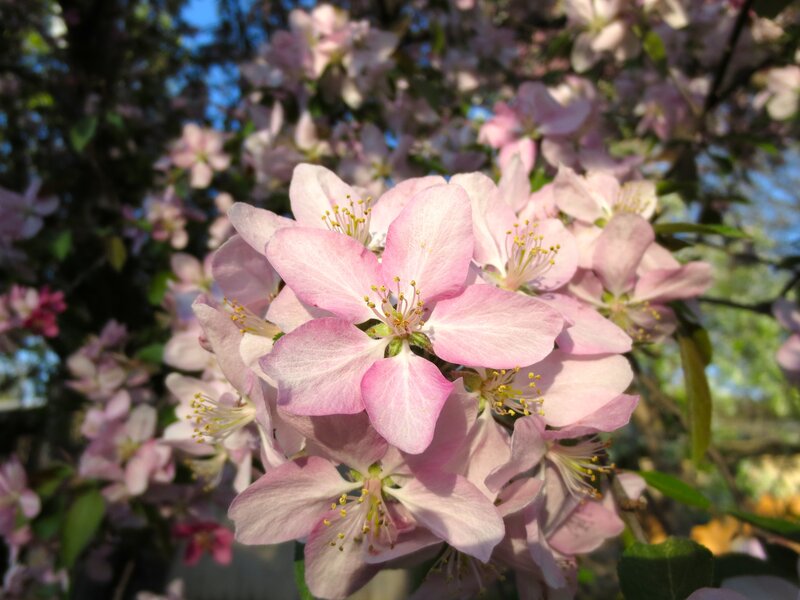 Pink Apple Blossoms — Serene, Spring, Photograph, Flowers, Branches