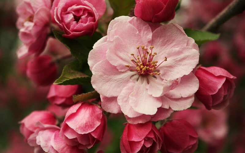 Pink Apple Blossoms — Serene, Spring, Photograph, Flowers, Buds, Leaves