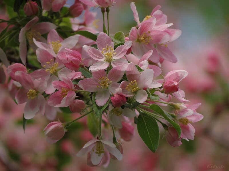 Pink Apple Blossoms — Serene, Spring, Photograph, Flowers, Buds
