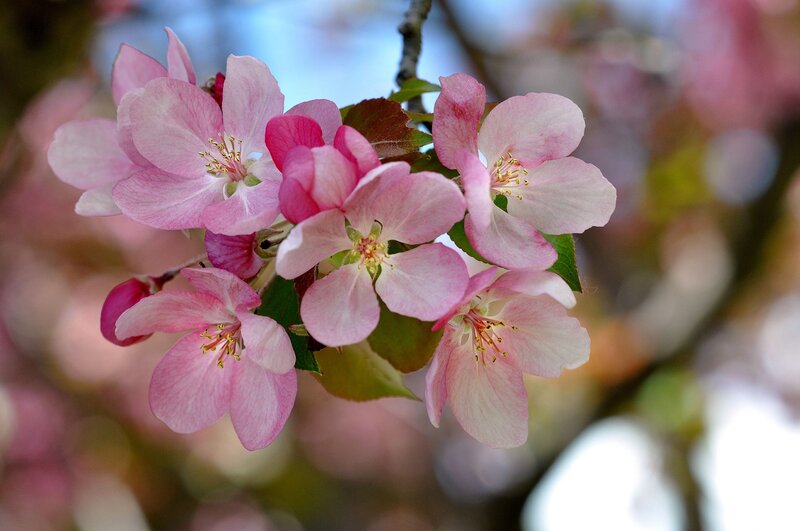 Pink Apple Blossoms — Serene, Spring, Photograph, Flowers, Leaves, Branch